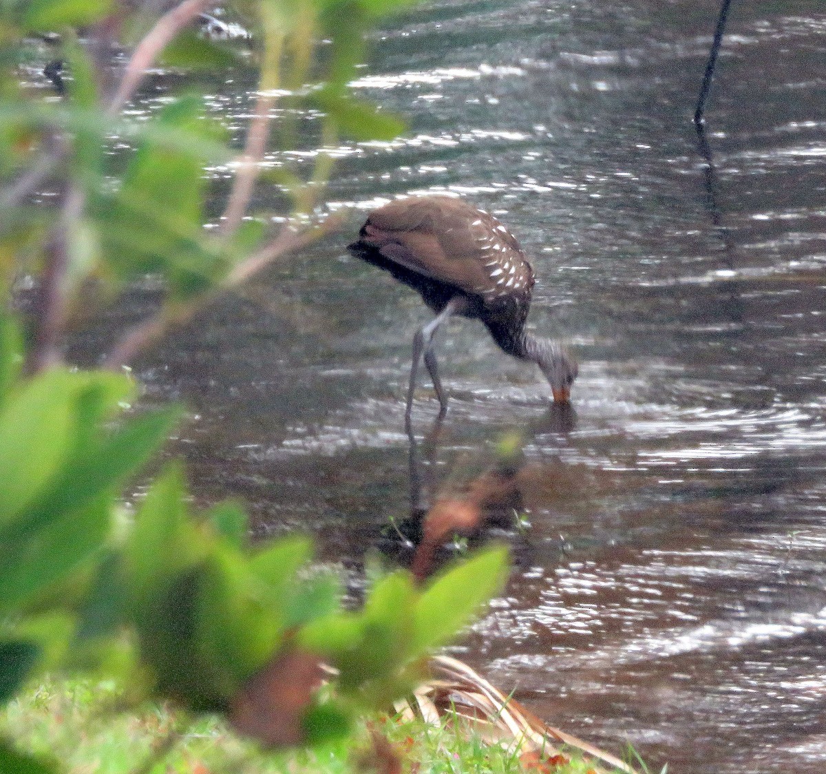 Limpkin - ML508755581