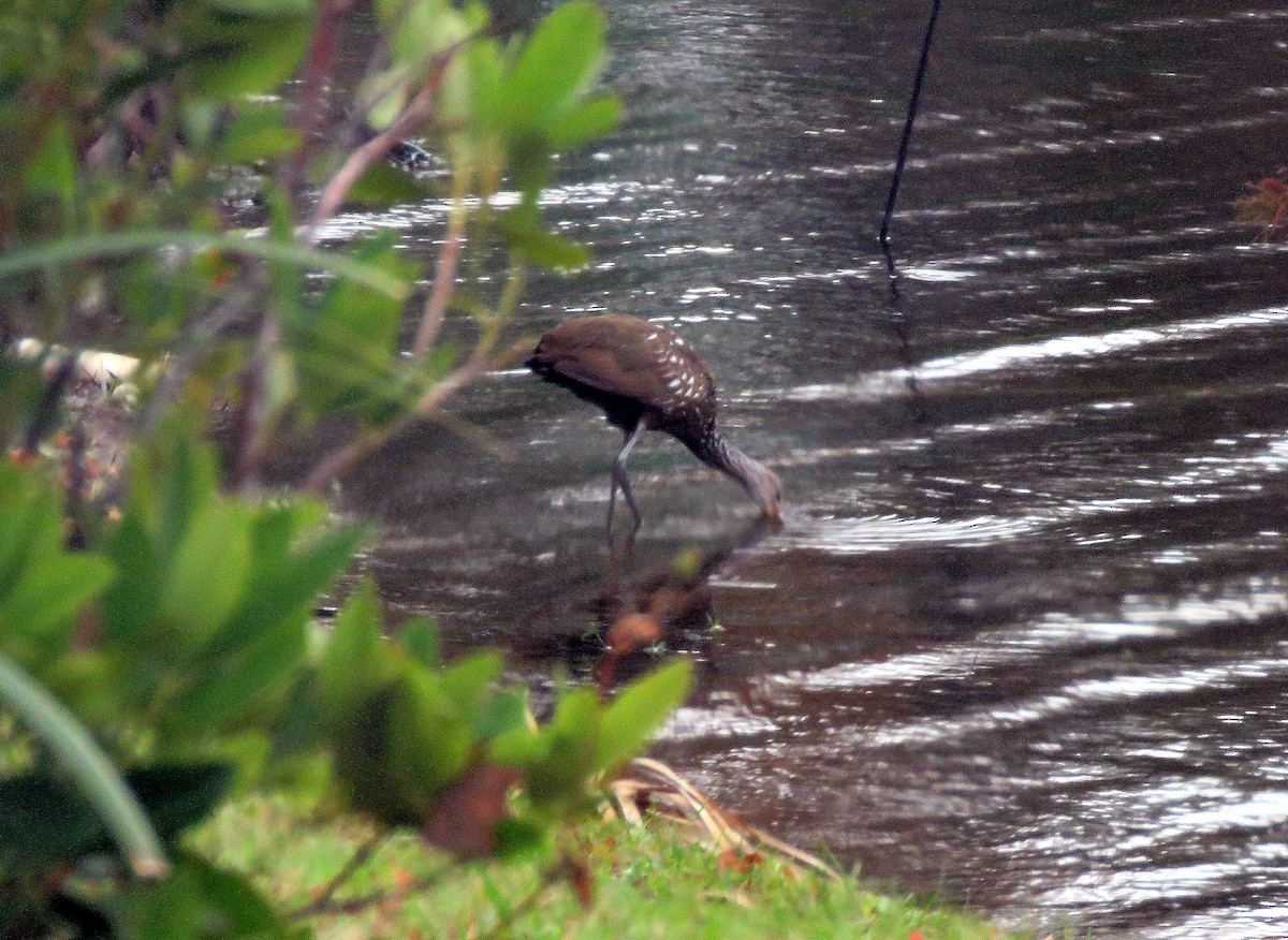 Limpkin - ML508755591