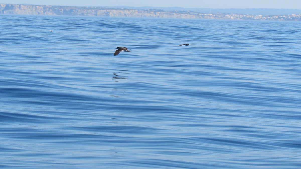 Cory's Shearwater - ML508755821