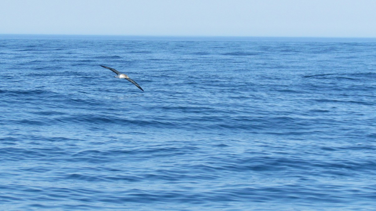 Cory's Shearwater - ML508755831