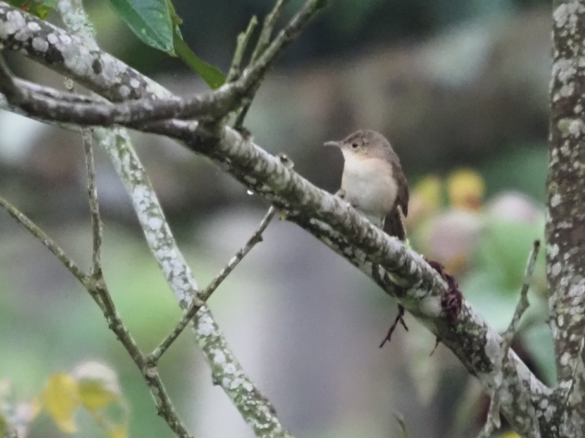 House Wren - ML508756041