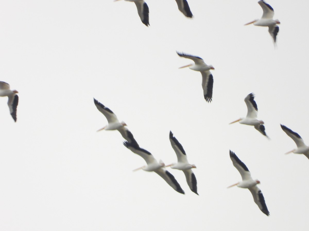 American White Pelican - ML508756091