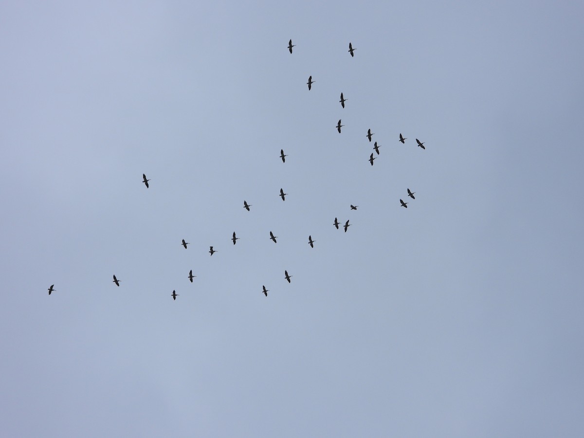 American White Pelican - ML508756101