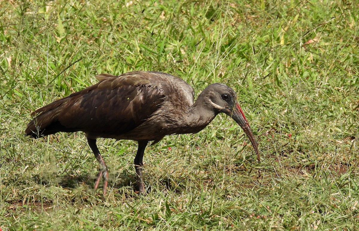 Hadada Ibis - Andrew Stainthorpe