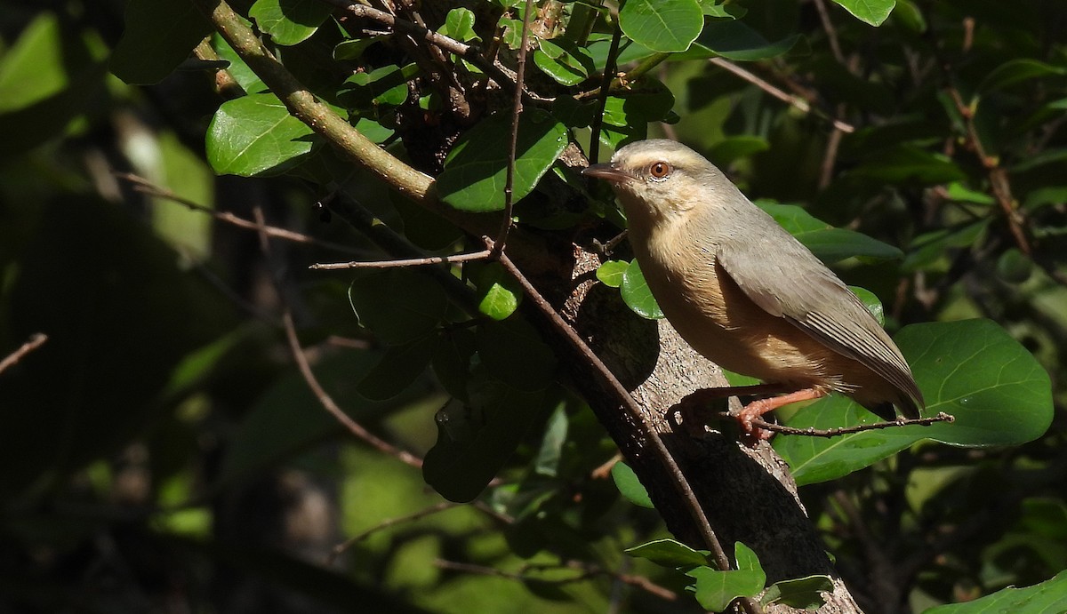 Long-billed Crombec - ML508756281