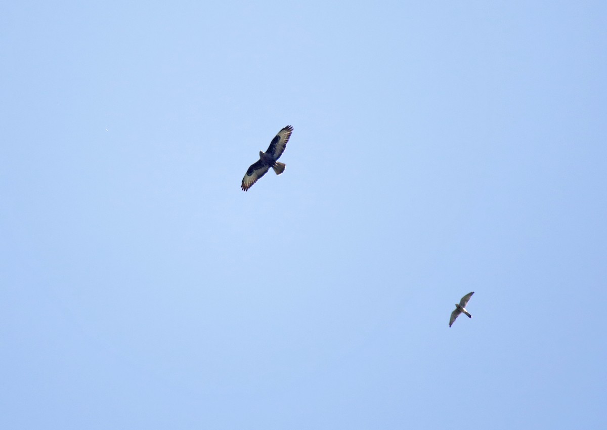 Common Buzzard (Cape Verde) - ML508756881