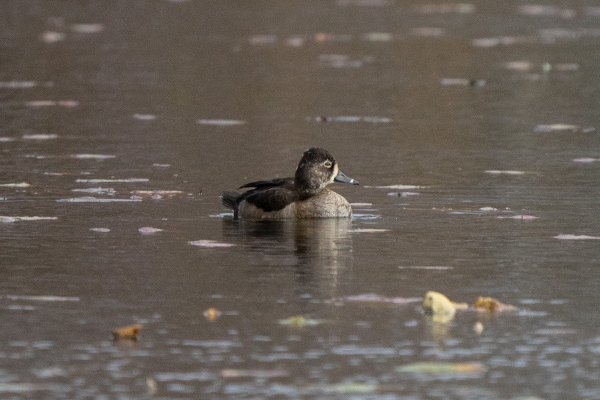 Ring-necked Duck - ML508756951