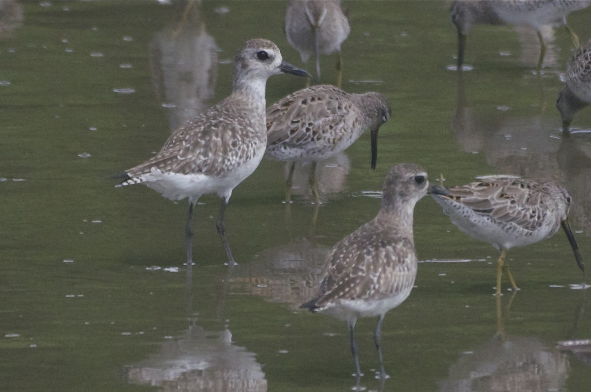 Black-bellied Plover - ML50875711