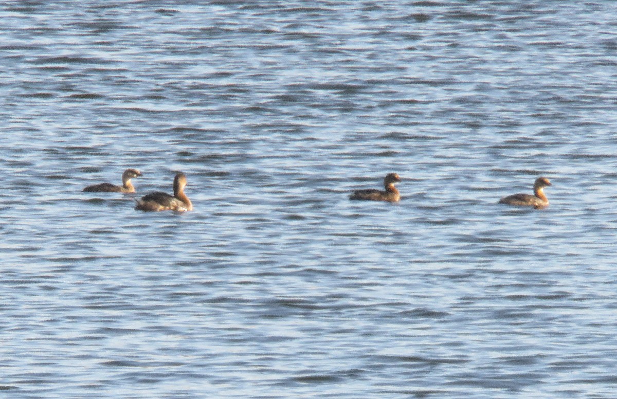 Pied-billed Grebe - ML508757971