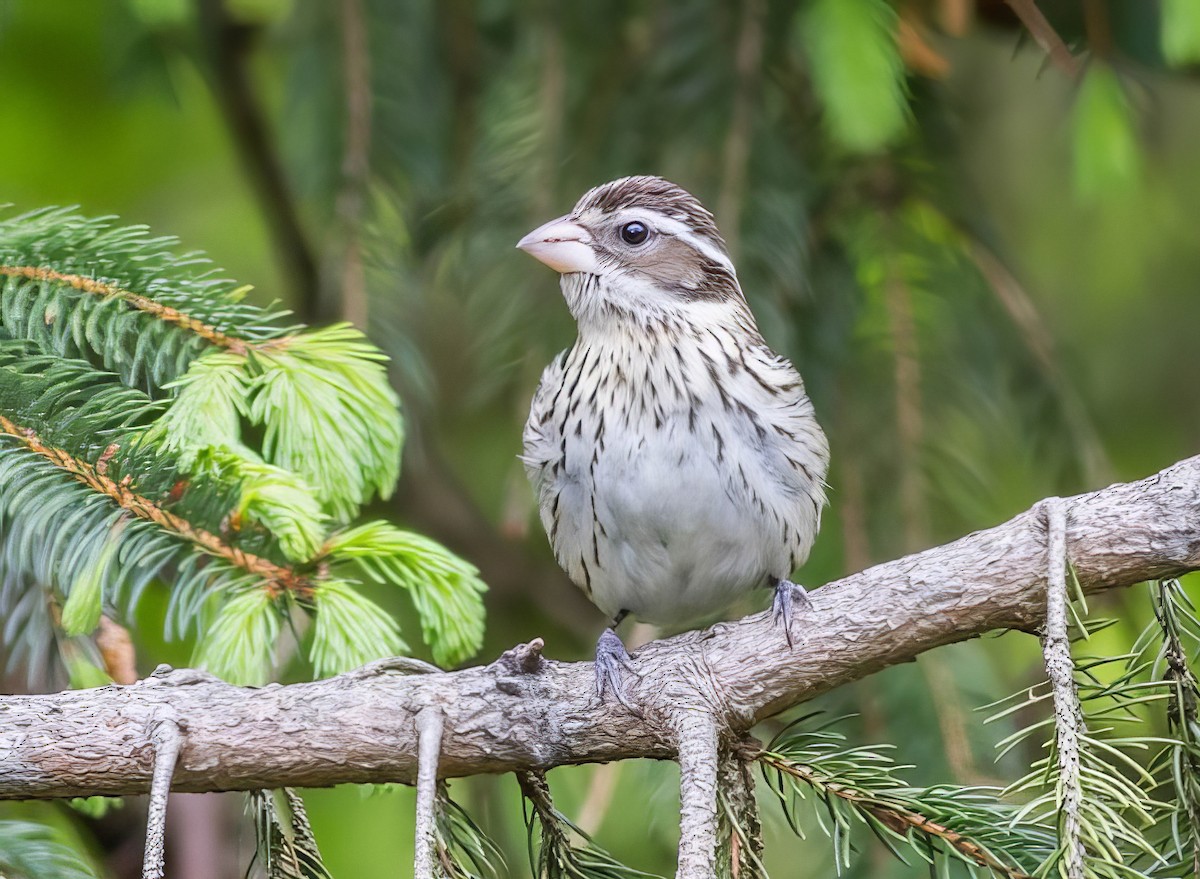 Rose-breasted Grosbeak - ML508758371