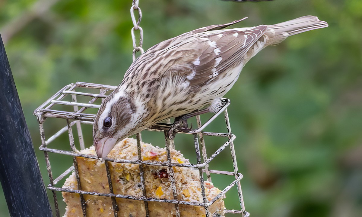 Rose-breasted Grosbeak - Nick Pulcinella