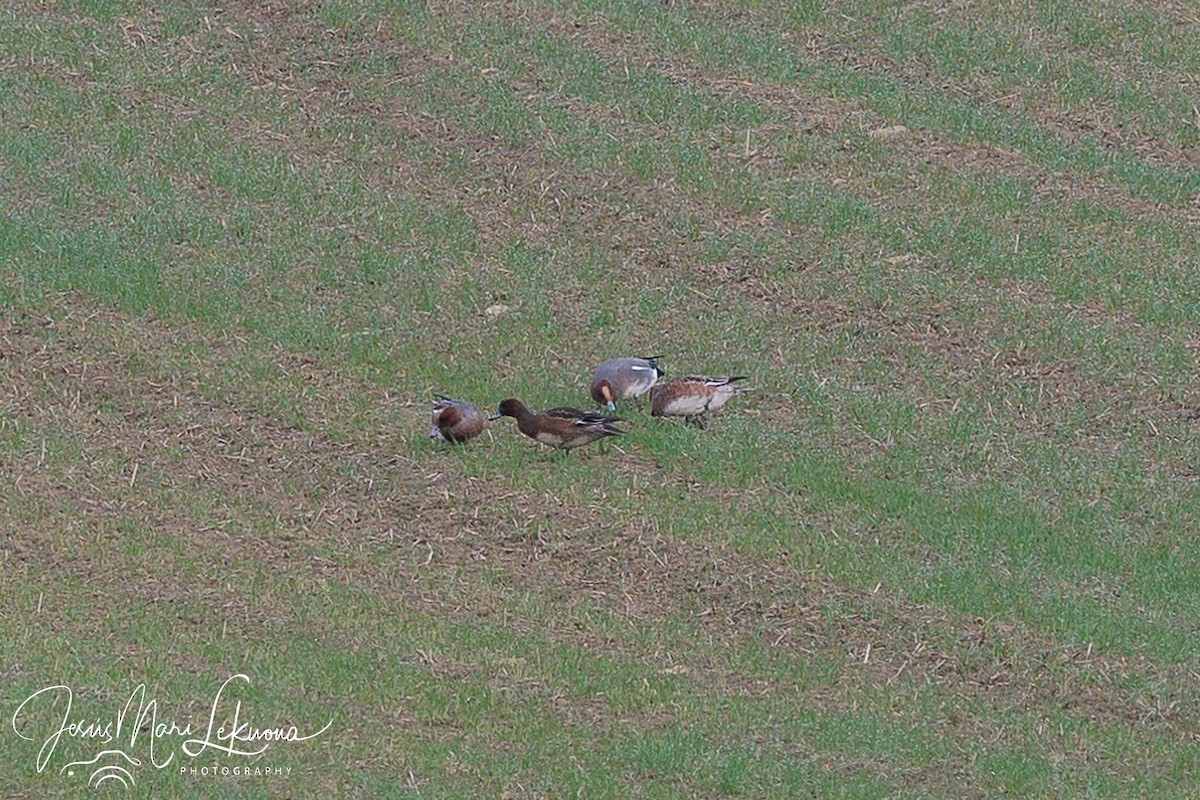 Eurasian Wigeon - ML508758531