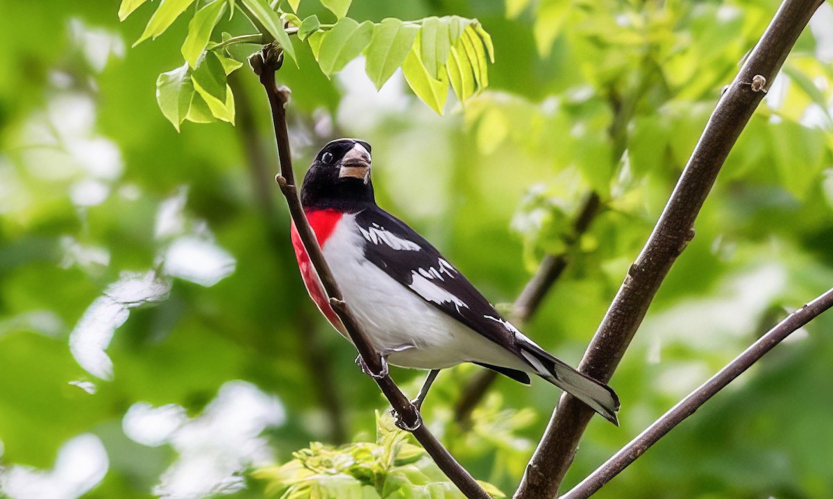 Rose-breasted Grosbeak - ML508758721