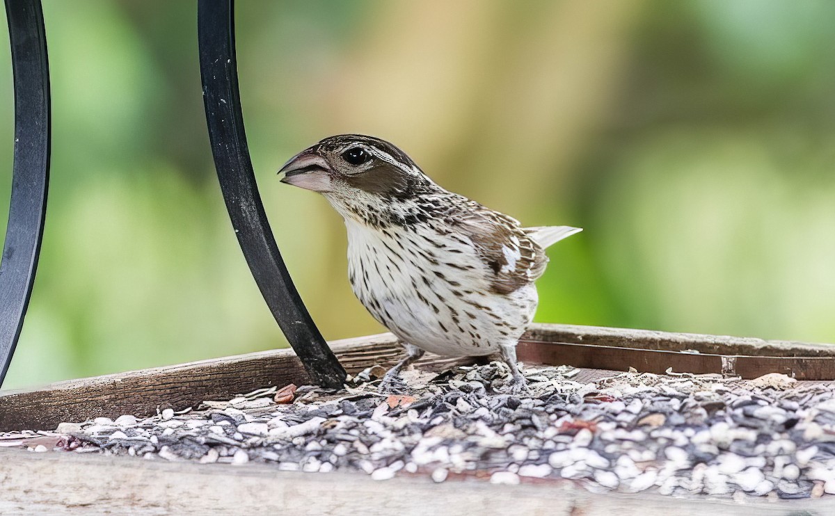 Rose-breasted Grosbeak - ML508758731