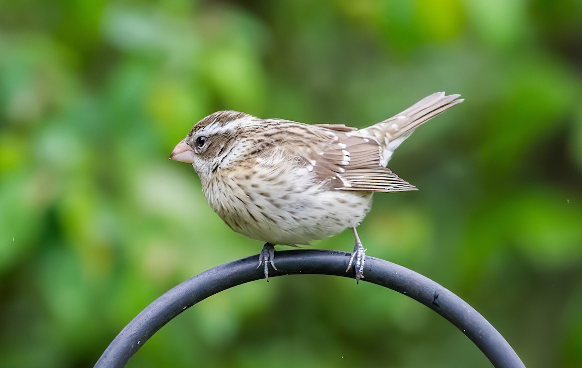 Rose-breasted Grosbeak - ML508758841