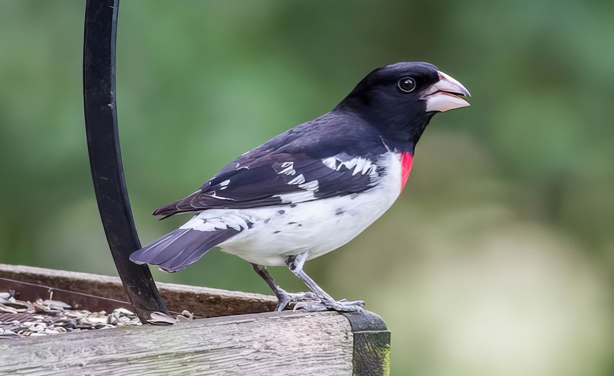 Rose-breasted Grosbeak - Nick Pulcinella