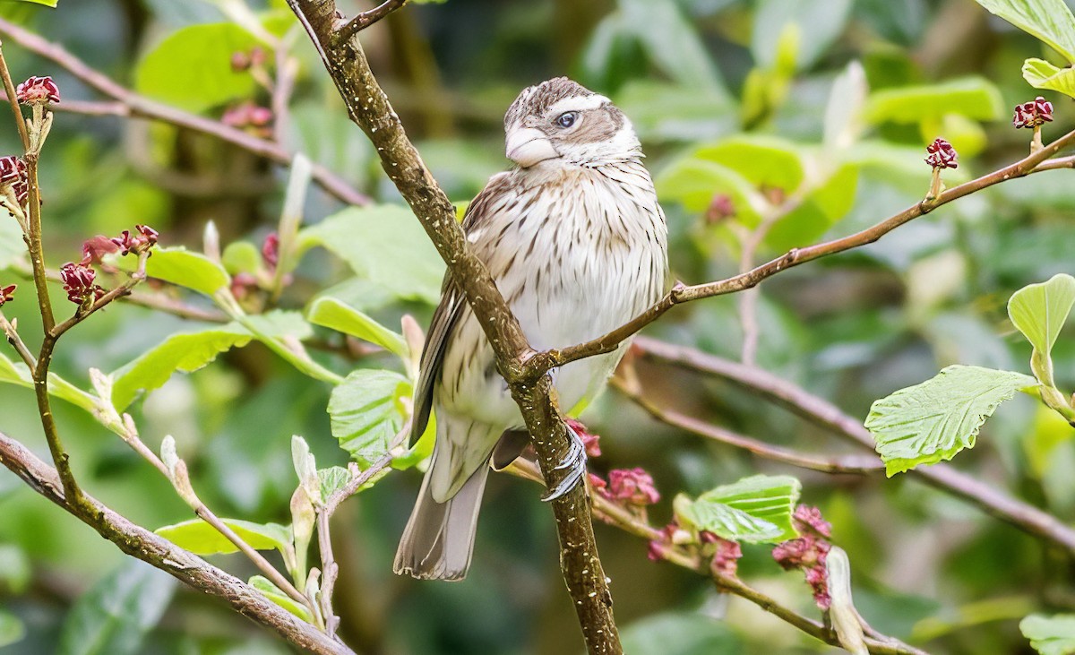 Rose-breasted Grosbeak - ML508758931