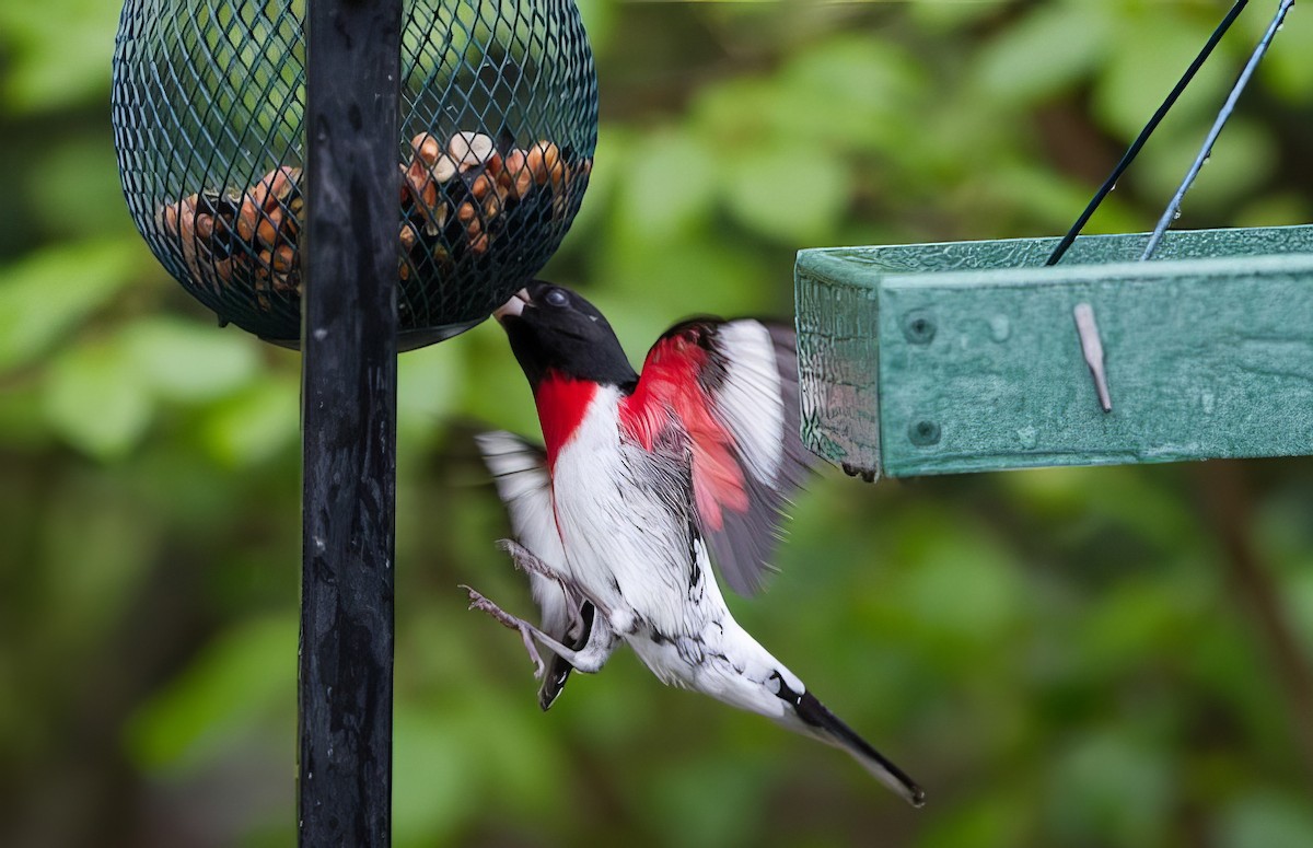 Rose-breasted Grosbeak - ML508758941