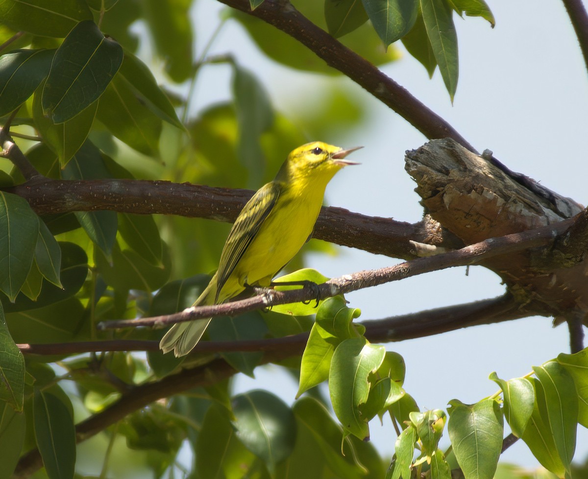 Vitelline Warbler - Larry Manfredi