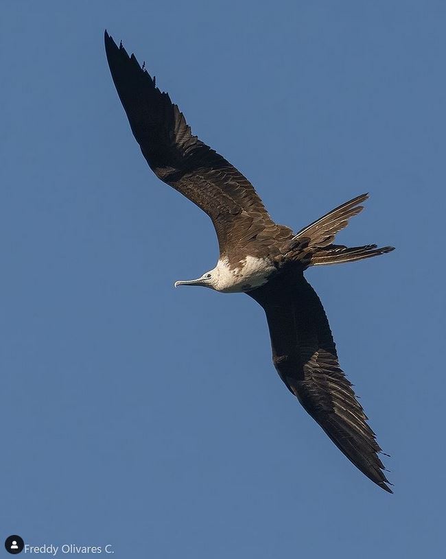 Magnificent Frigatebird - ML508759561