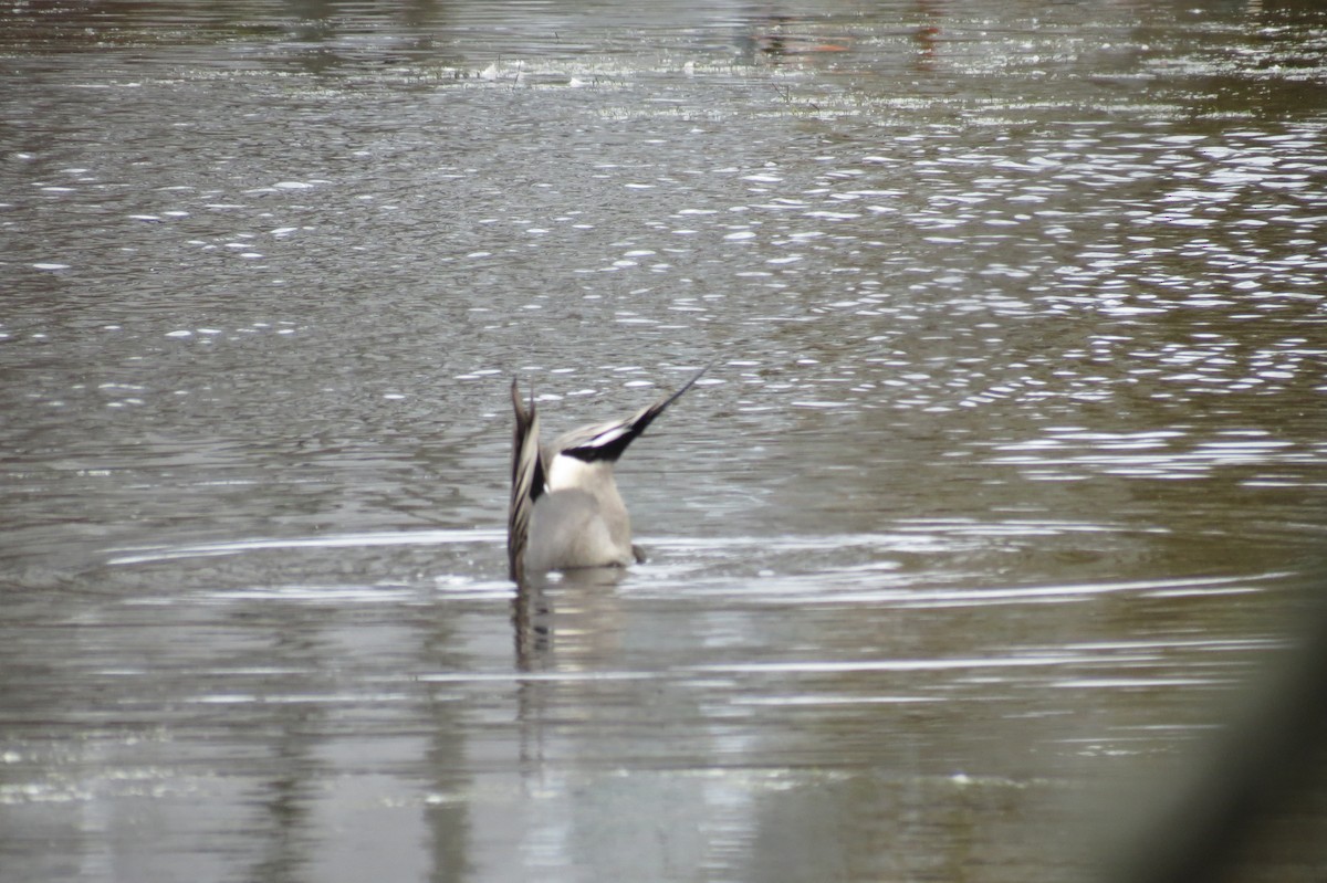 Northern Pintail - ML508759701