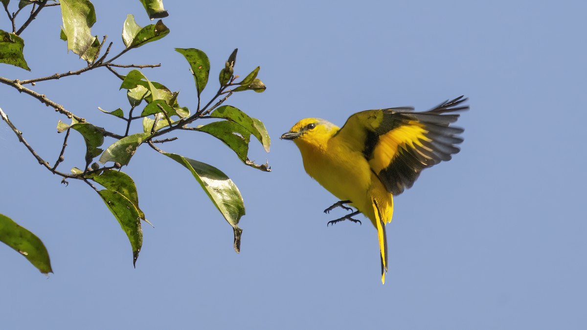 Scarlet Minivet - ML508760091