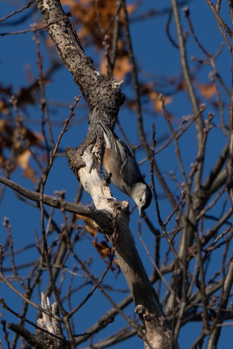 White-breasted Nuthatch - ML508760241