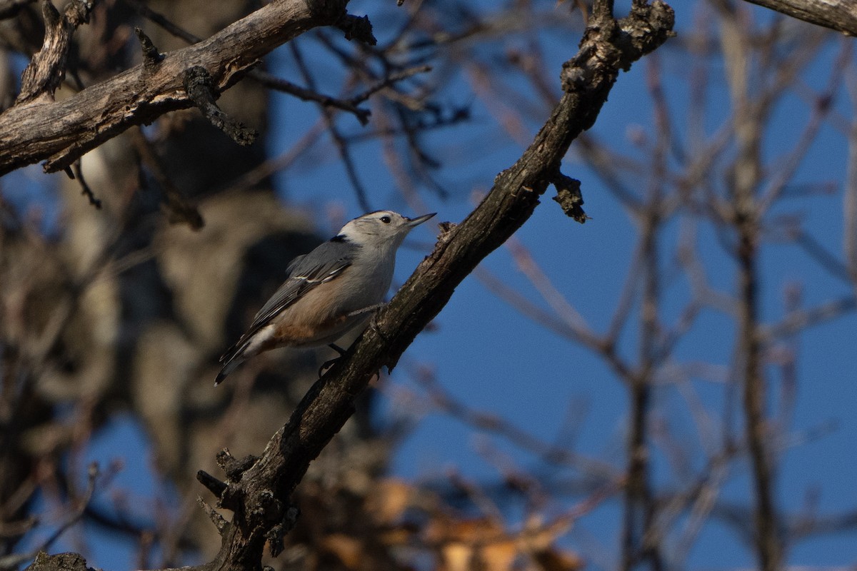 White-breasted Nuthatch - ML508760251