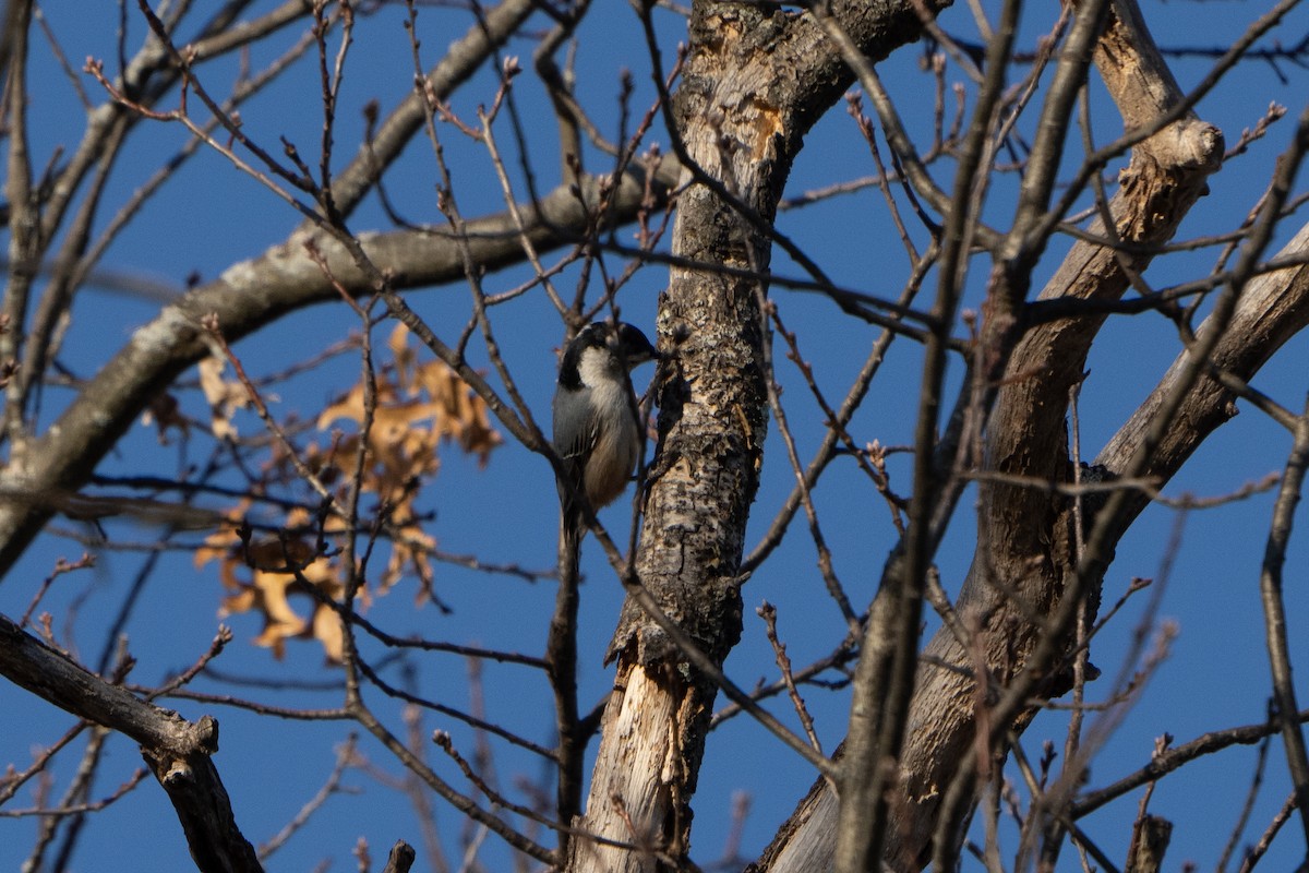 White-breasted Nuthatch - ML508760261