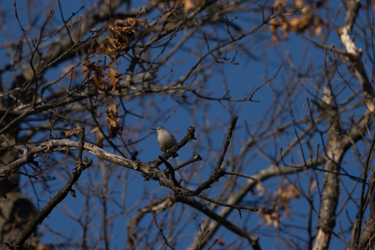 White-breasted Nuthatch - ML508760281