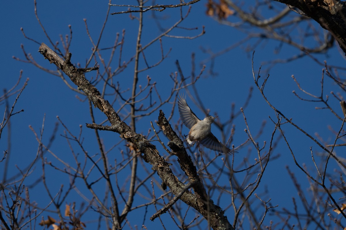 White-breasted Nuthatch - ML508760301