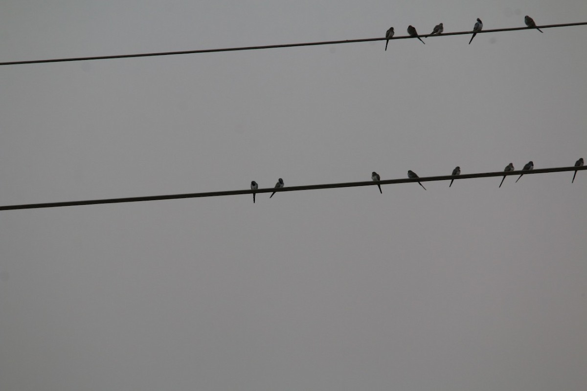 Namaqua Dove - Mohamed Farouk