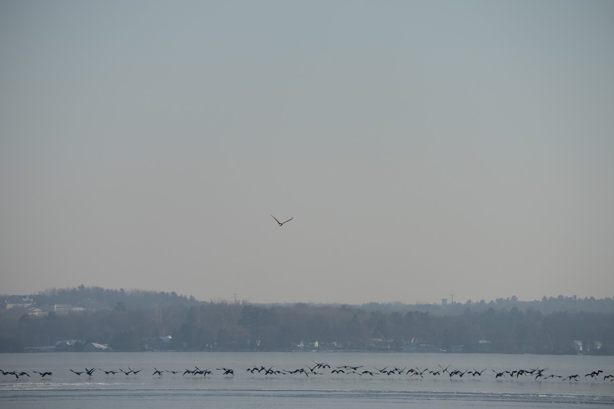 Bald Eagle - ML508760441