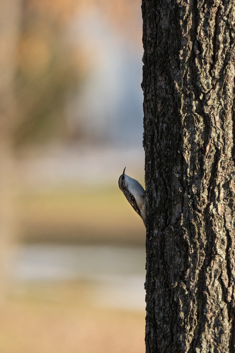 Brown Creeper - ML508760511