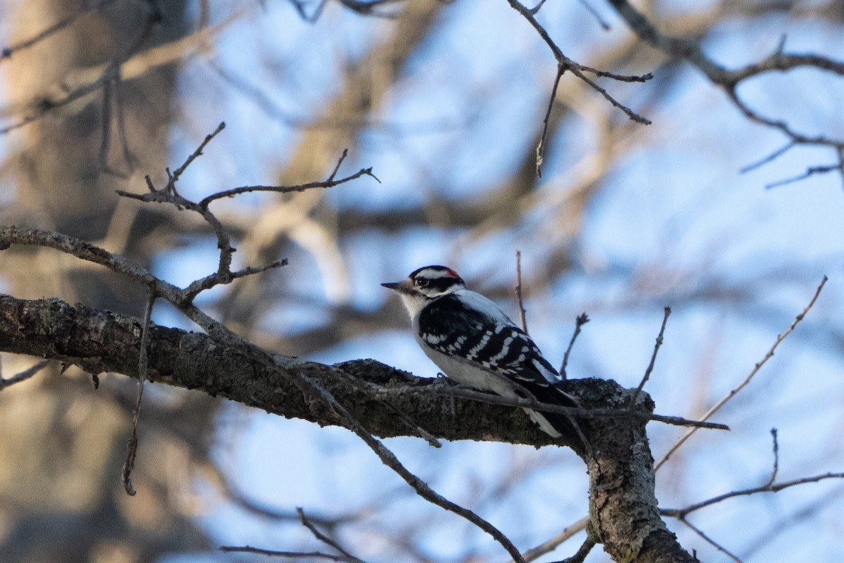 Hairy Woodpecker - ML508760681