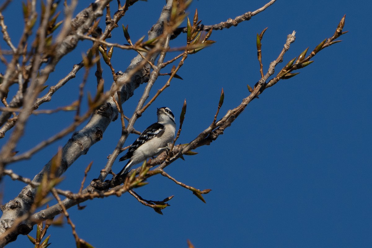 Downy Woodpecker - ML508760721