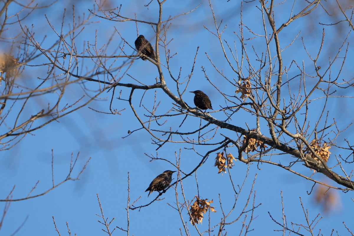 European Starling - ML508760831