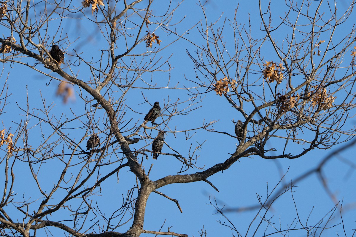 European Starling - ML508760841