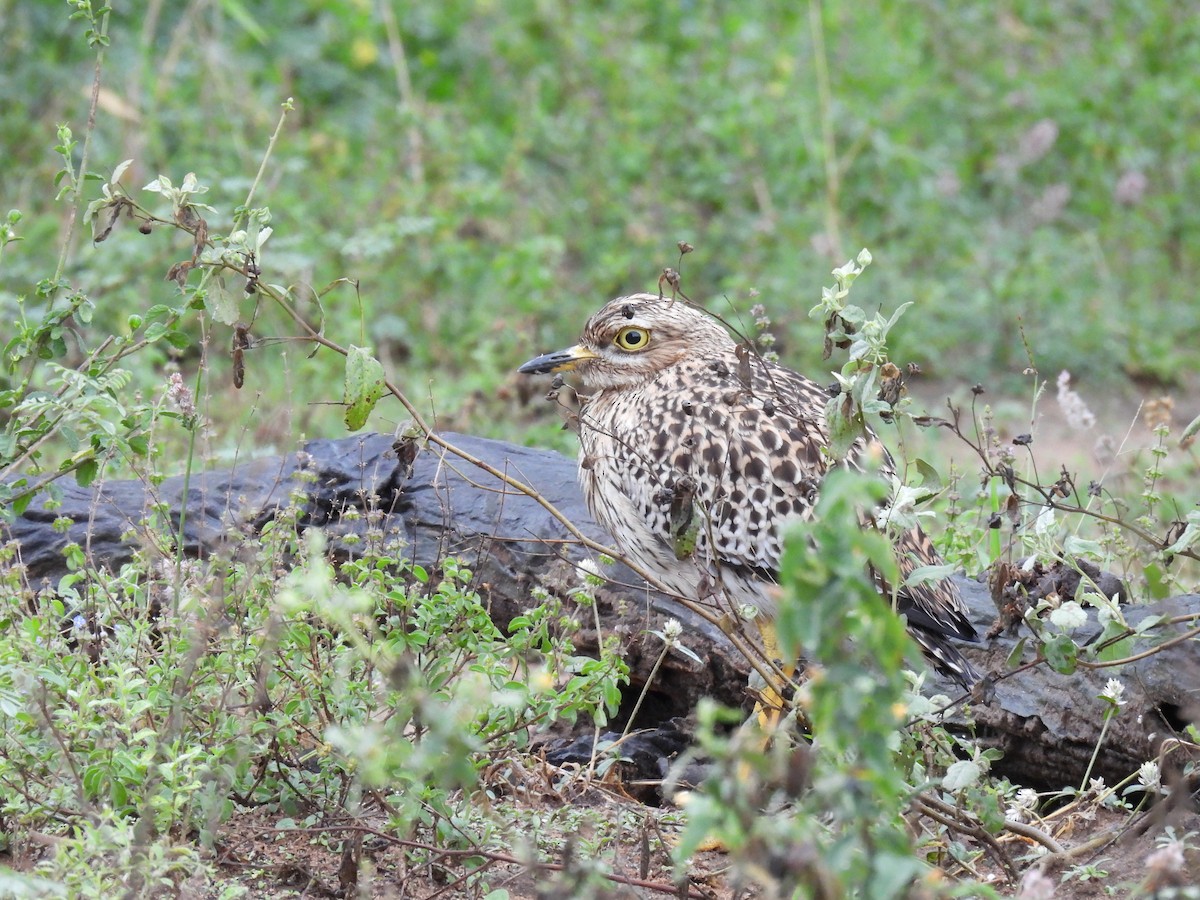 Spotted Thick-knee - ML508761031