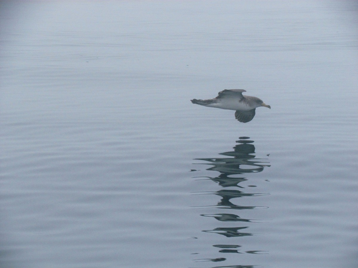 Cory's Shearwater - ML508761671