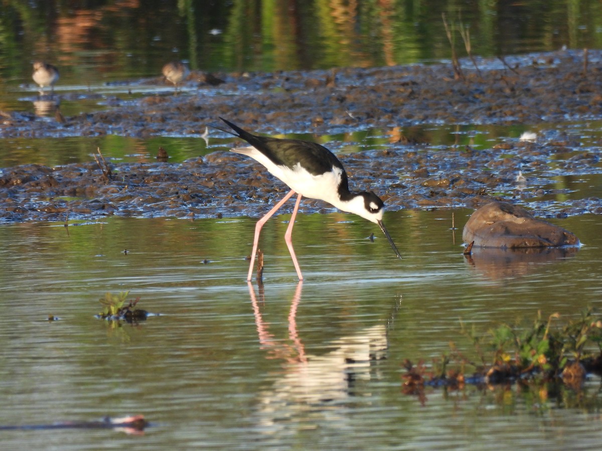 Black-necked Stilt - ML508762521