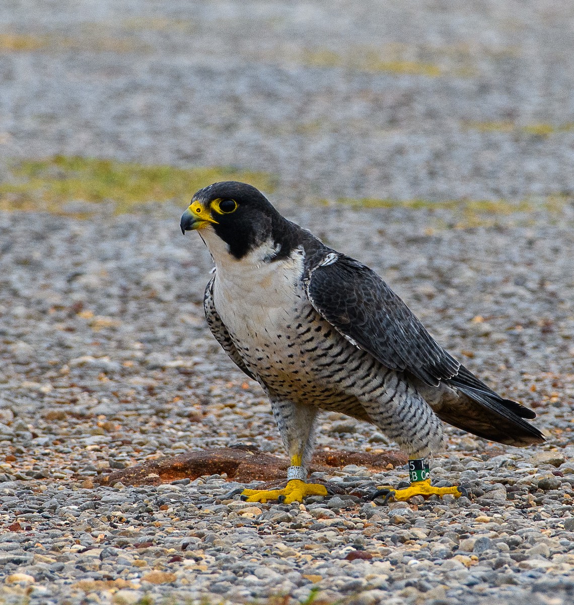 Peregrine Falcon - ML508762681