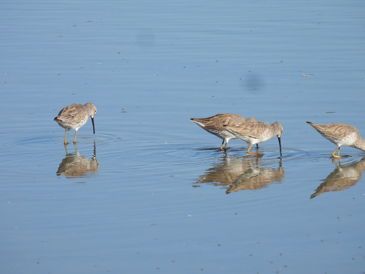 Stilt Sandpiper - ML508762731