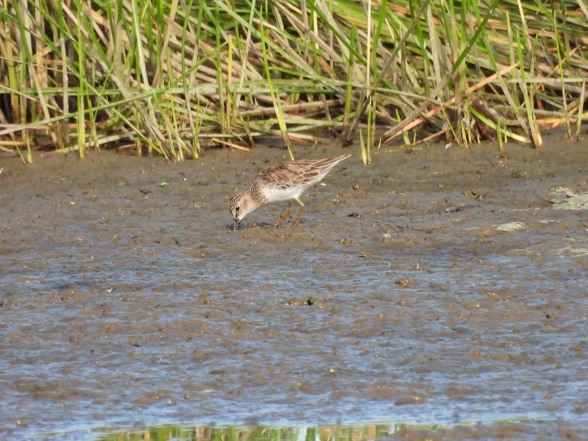 pygmésnipe - ML508763041