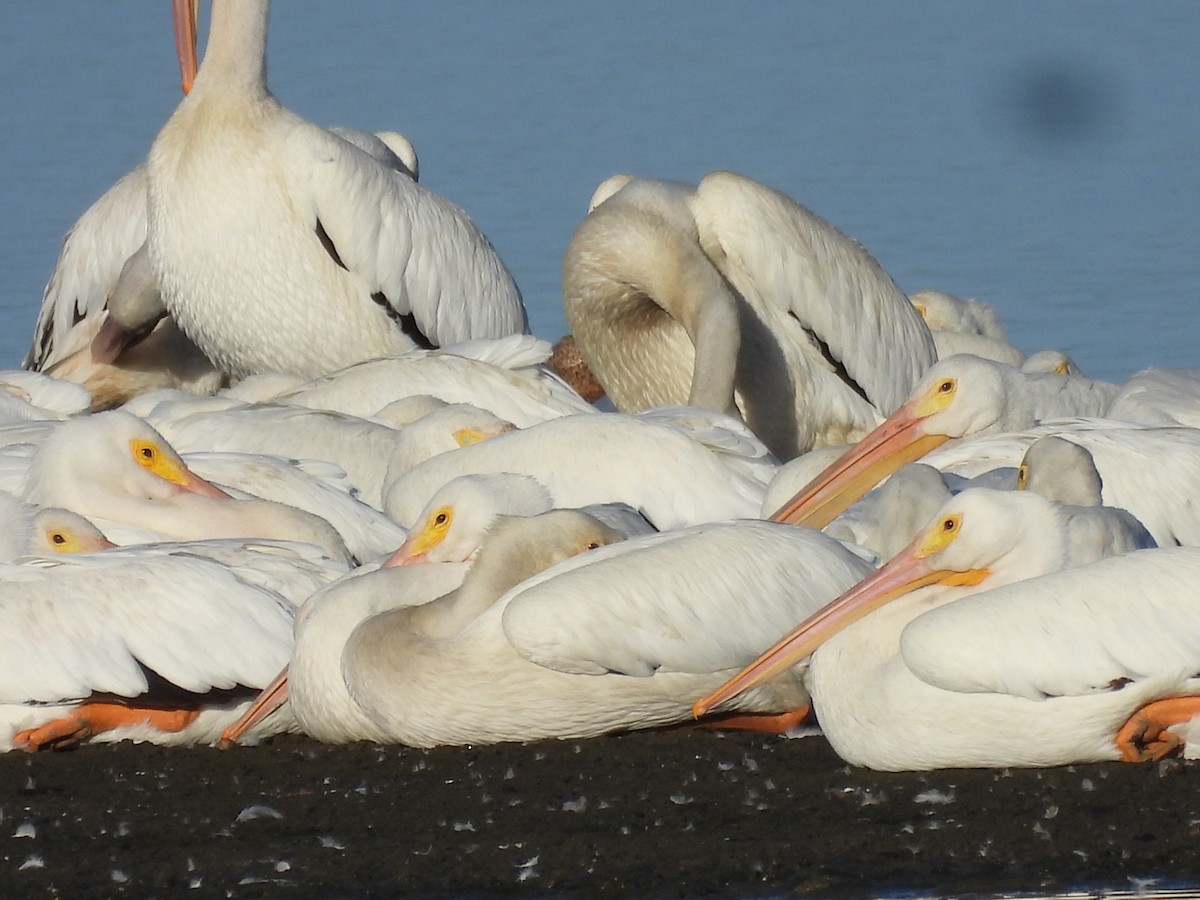 American White Pelican - ML508763341