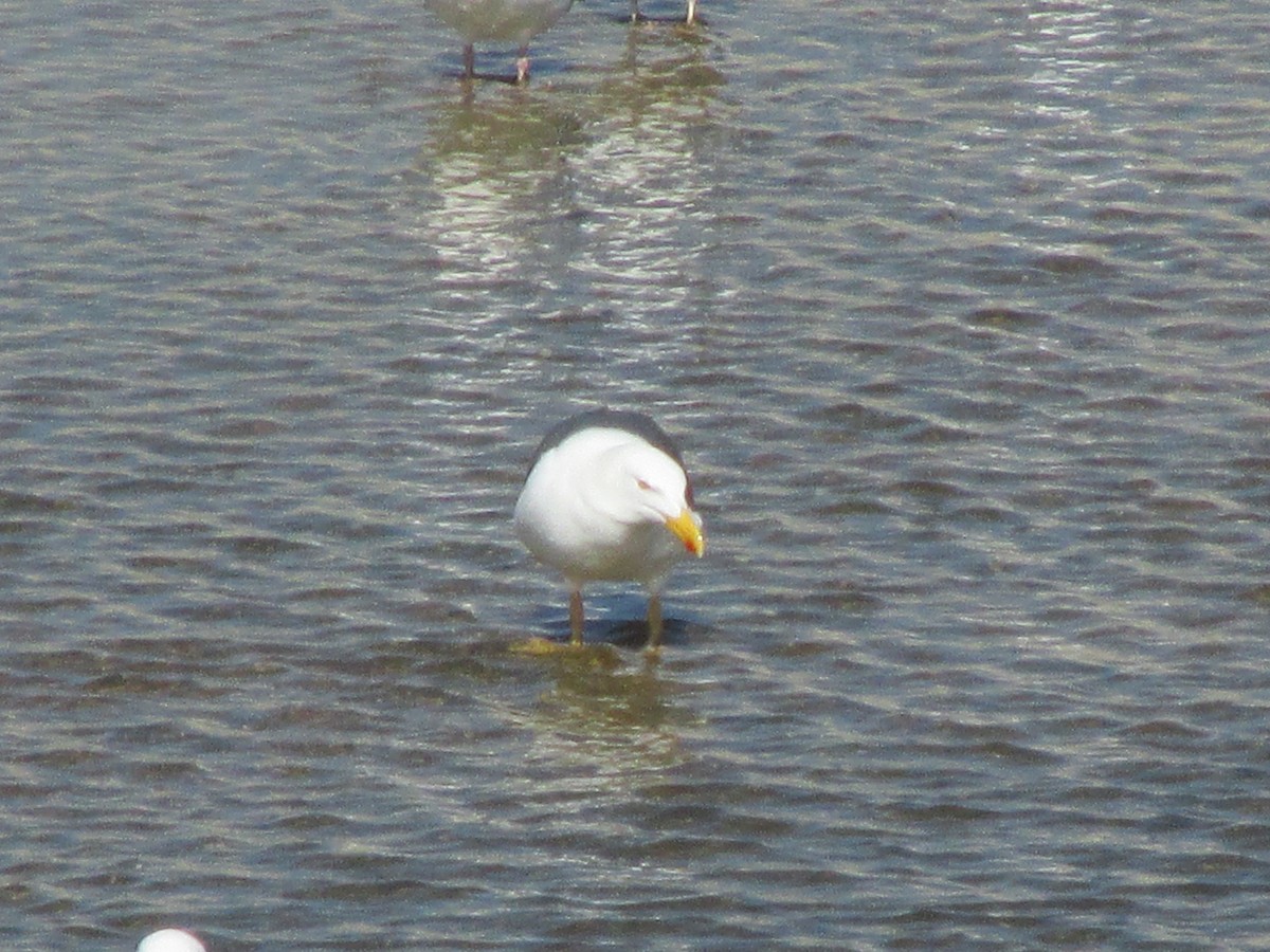 Yellow-footed Gull - ML50876481