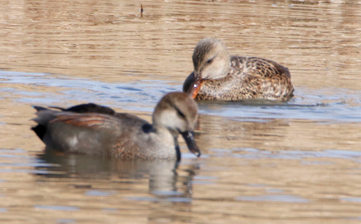 Canard chipeau - ML508765521