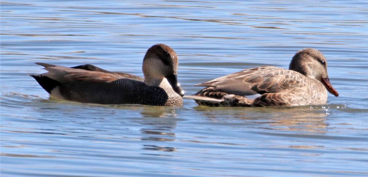 Canard chipeau - ML508765571