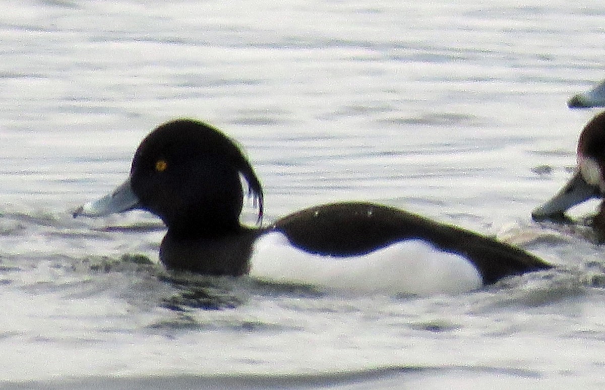 Tufted Duck - ML508765601