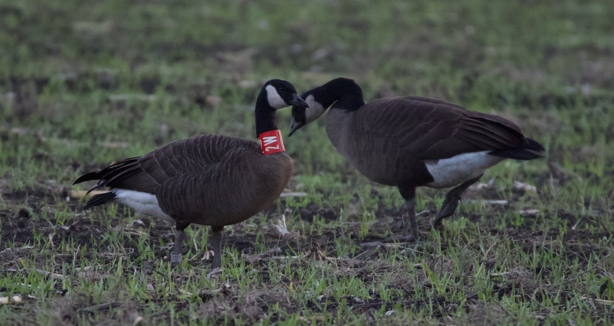 Canada Goose (occidentalis/fulva) - ML508766031